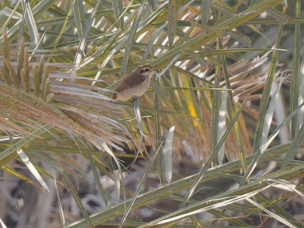 <h3><a href="/trips/oman/biota/animalia/chordata/aves/040 passeriformes/048 laniidae/lanius collurio/lanius collurio-nl.html">Lanius&nbsp;collurio</a> / Red‑backed&nbsp;shrike / Grauwe&nbsp;klauwier</h3>OM-1 Mark II met OLYMPUS M.150-400mm F4.5 TC, 1/2000 sec  bij F5.6, ISO 2000, afstand 27.0&nbsp;m